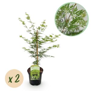 Japanse Esdoorn - Acer Palmatum Emerald Lace - Groen - 2 Planten - Bladverliezend - Pot 19Cm Hoogte 70Cm