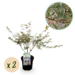 Japanse Esdoorn - Acer Palmatum Iyoshi - Roze - 2 Planten - Bladverliezend - Pot 19Cm Hoogte 70Cm