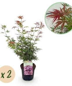 Japanse Esdoorn - Acer Palmatum Jerre Swarts - Donker Rood - 2 Planten - Bladverliezend -  Pot 19Cm Hoogte 70Cm