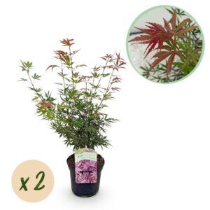 Japanse Esdoorn - Acer Palmatum Jerre Swarts - Donker Rood - 2 Planten - Bladverliezend -  Pot 19Cm Hoogte 70Cm