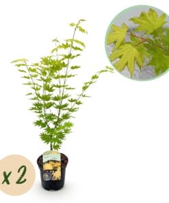 Japanse Esdoorn - Acer Palmatum Jordan - Geel - 2 Planten - Bladverliezend - Pot 19Cm Hoogte 70Cm