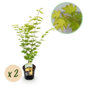 Japanse Esdoorn - Acer Palmatum Jordan - Geel - 2 Planten - Bladverliezend - Pot 19Cm Hoogte 70Cm