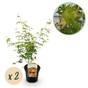 Japanse Esdoorn - Acer Palmatum Katsura - Oranje - 2 Planten - Bladverliezend - Pot 19Cm Hoogte 70Cm