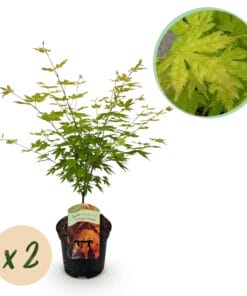 Japanse Esdoorn - Acer Palmatum Orange Dream - Oranje - 2 Planten - Bladverliezend - Pot 19Cm Hoogte 70Cm