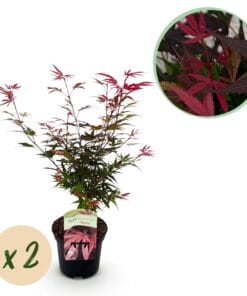 Japanse Esdoorn - Acer Palmatum Shaina - Rood - 2 Planten - Bladverliezend - Pot 19Cm Hoogte 70Cm