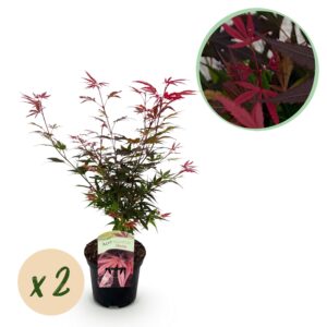 Japanse Esdoorn - Acer Palmatum Shaina - Rood - 2 Planten - Bladverliezend - Pot 19Cm Hoogte 70Cm