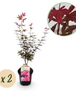 Japanse Esdoorn - Acer Palmatum Skeetsers Broom - Paars - 2 Planten - Bladverliezend - Pot 19Cm Hoogte 70Cm