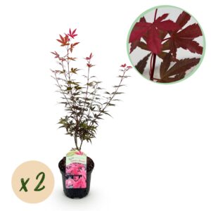 Japanse Esdoorn - Acer Palmatum Skeetsers Broom - Paars - 2 Planten - Bladverliezend - Pot 19Cm Hoogte 70Cm