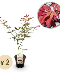 Japanse Esdoorn - Acer Palmatum Sumi-Nagashi - Rood - 2 Planten - Bladverliezend - Pot 19Cm Hoogte 70Cm