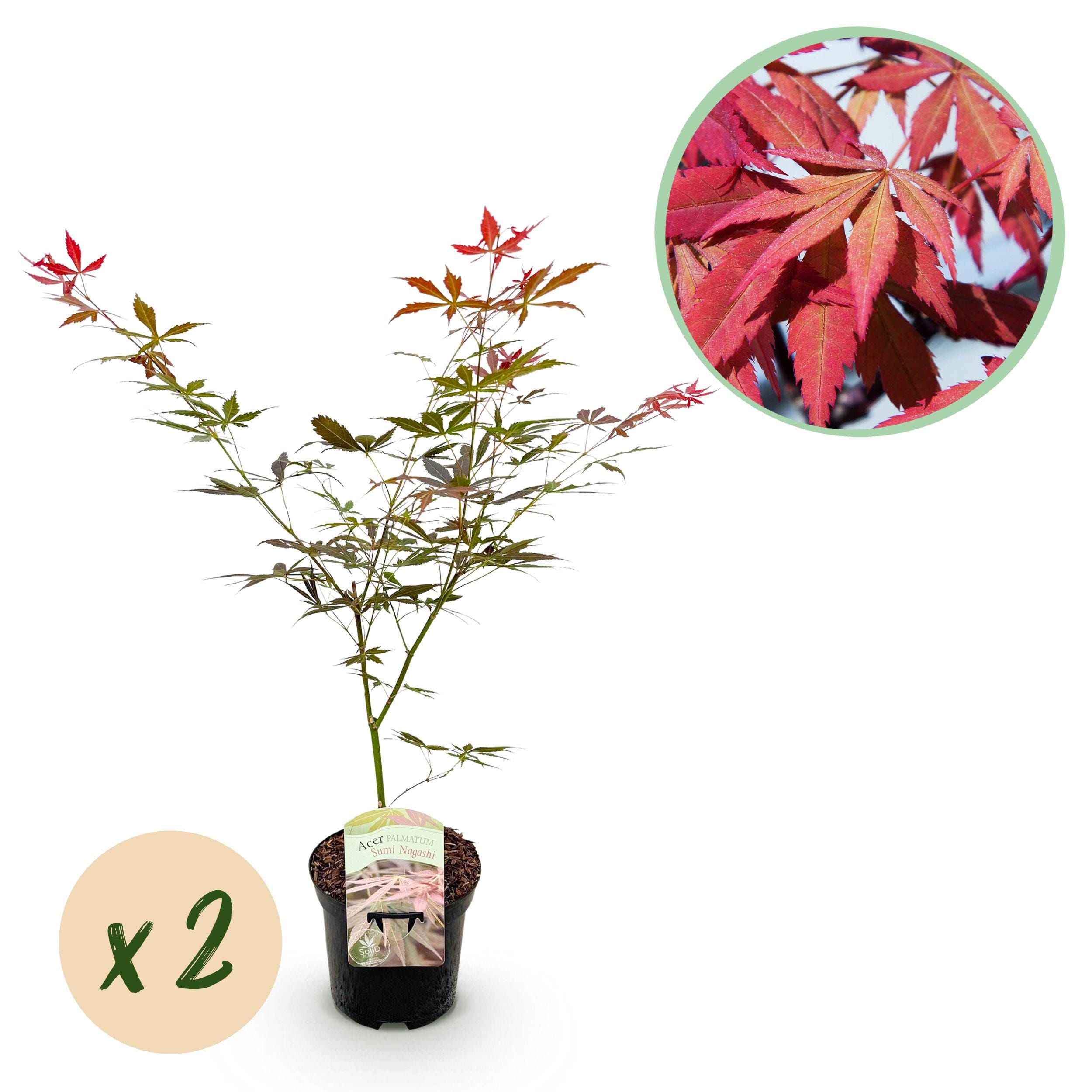 Japanse Esdoorn - Acer Palmatum Sumi-Nagashi - Rood - 2 Planten - Bladverliezend - Pot 19Cm Hoogte 70Cm
