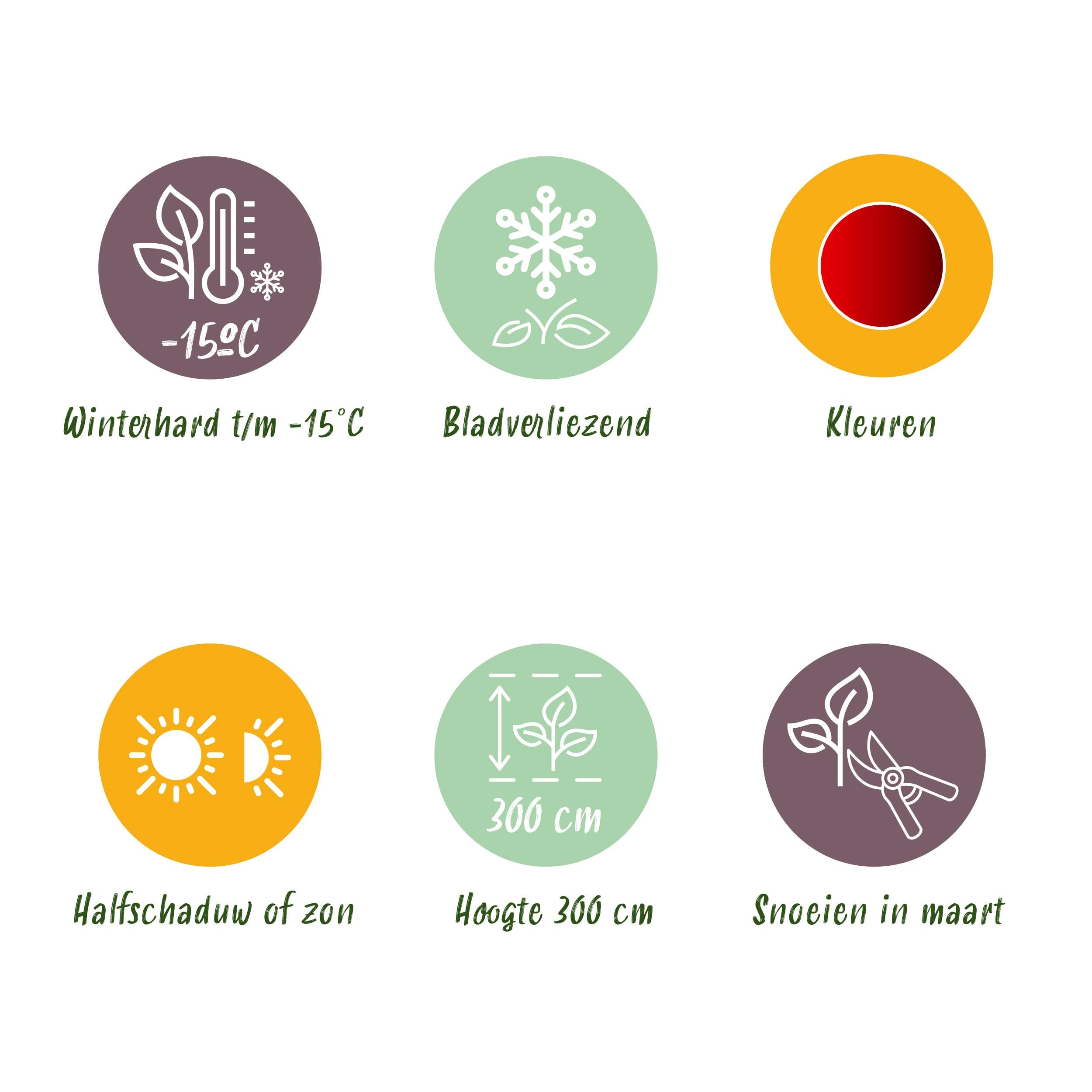 Japanse Esdoorn - Acer Palmatum Sumi-Nagashi - Rood - 2 Planten - Bladverliezend - Pot 19Cm Hoogte 70Cm - Afbeelding 10