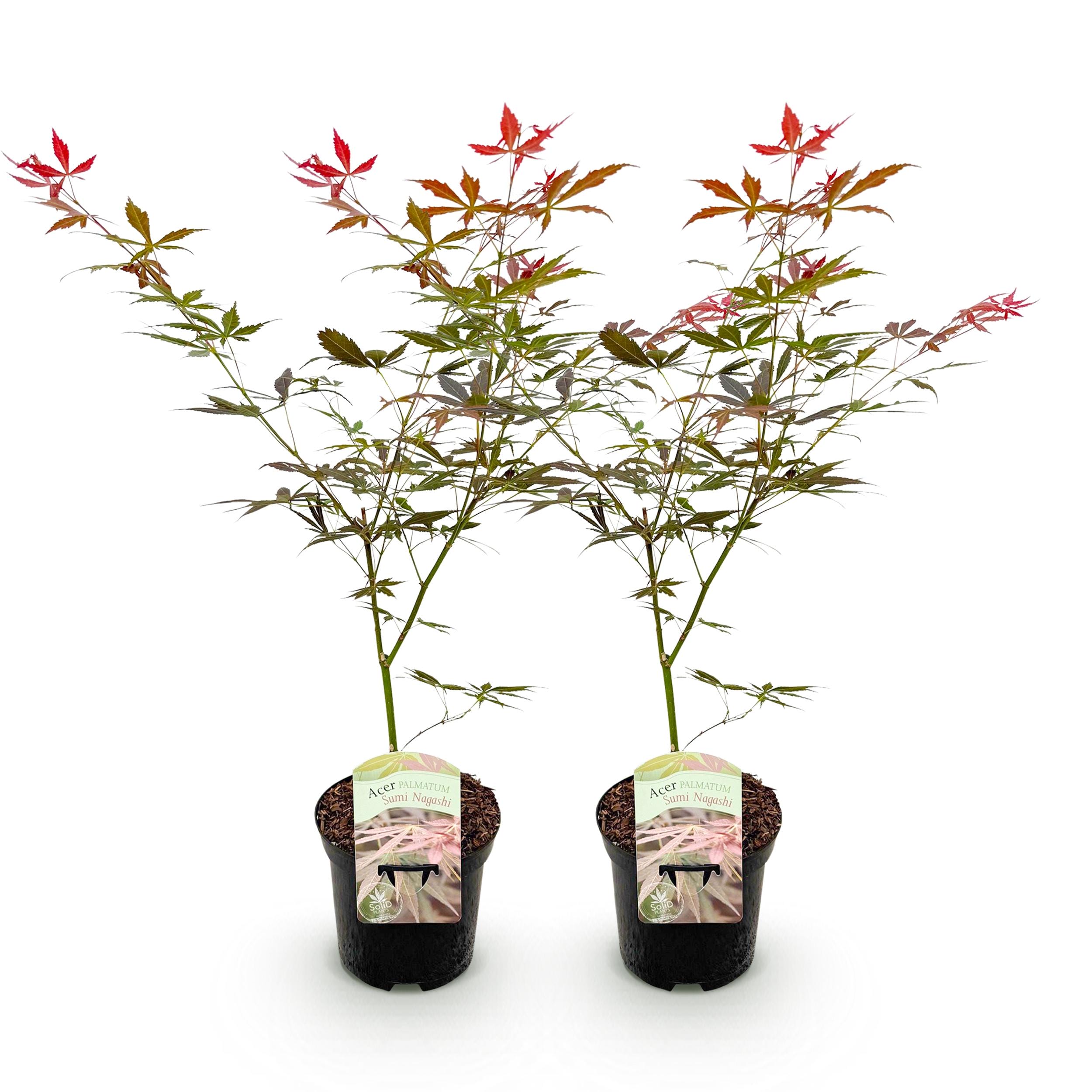 Japanse Esdoorn - Acer Palmatum Sumi-Nagashi - Rood - 2 Planten - Bladverliezend - Pot 19Cm Hoogte 70Cm - Afbeelding 2
