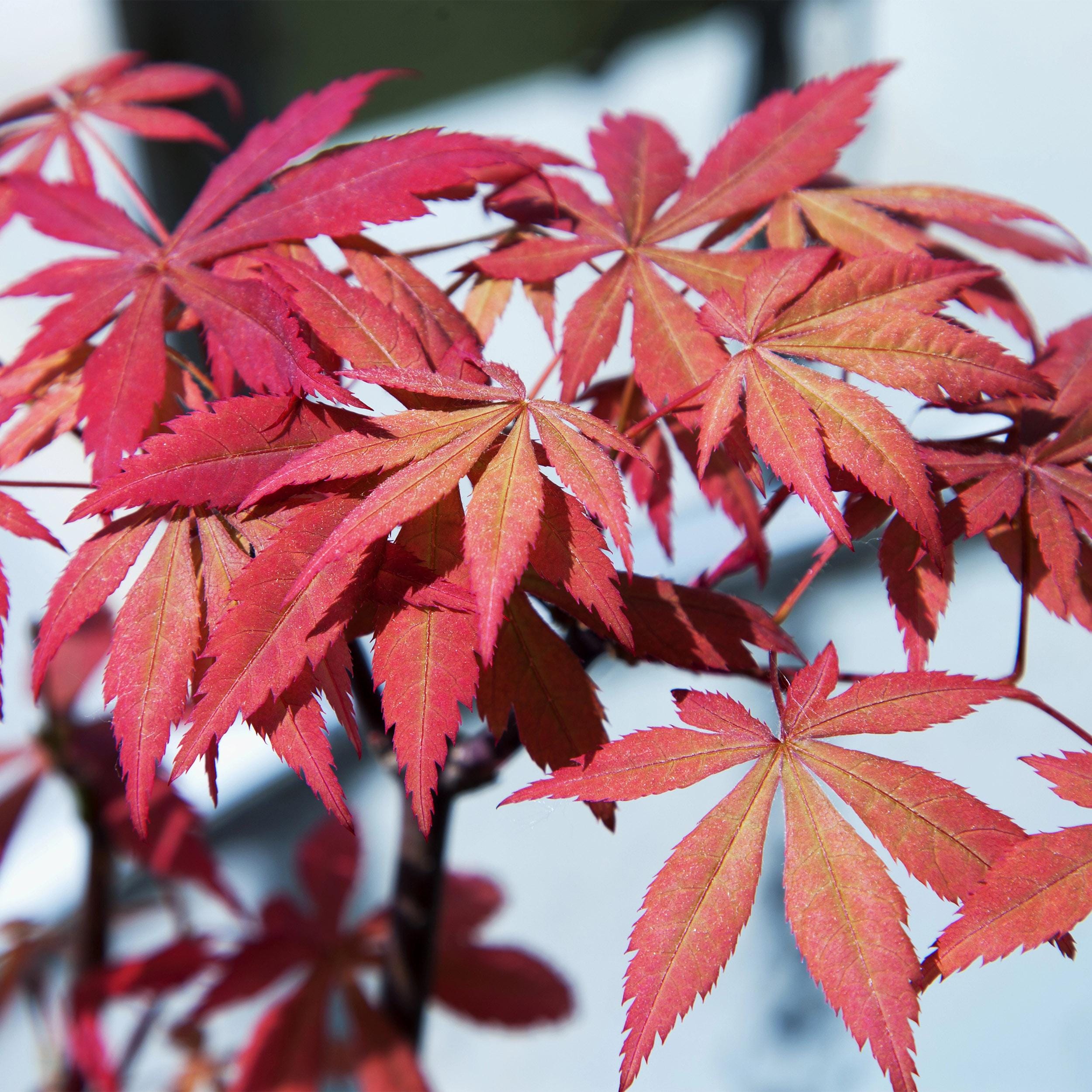 Japanse Esdoorn - Acer Palmatum Sumi-Nagashi - Rood - 2 Planten - Bladverliezend - Pot 19Cm Hoogte 70Cm - Afbeelding 3