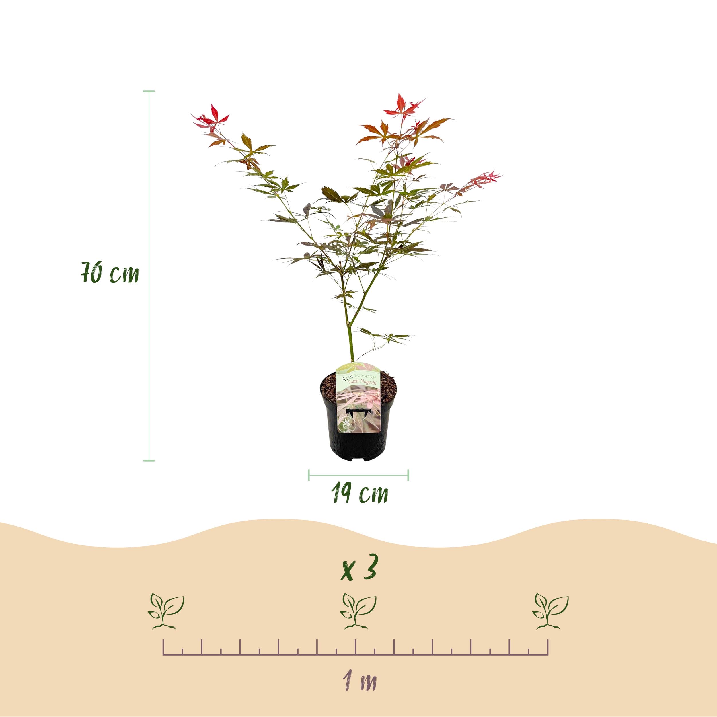 Japanse Esdoorn - Acer Palmatum Sumi-Nagashi - Rood - 2 Planten - Bladverliezend - Pot 19Cm Hoogte 70Cm - Afbeelding 5