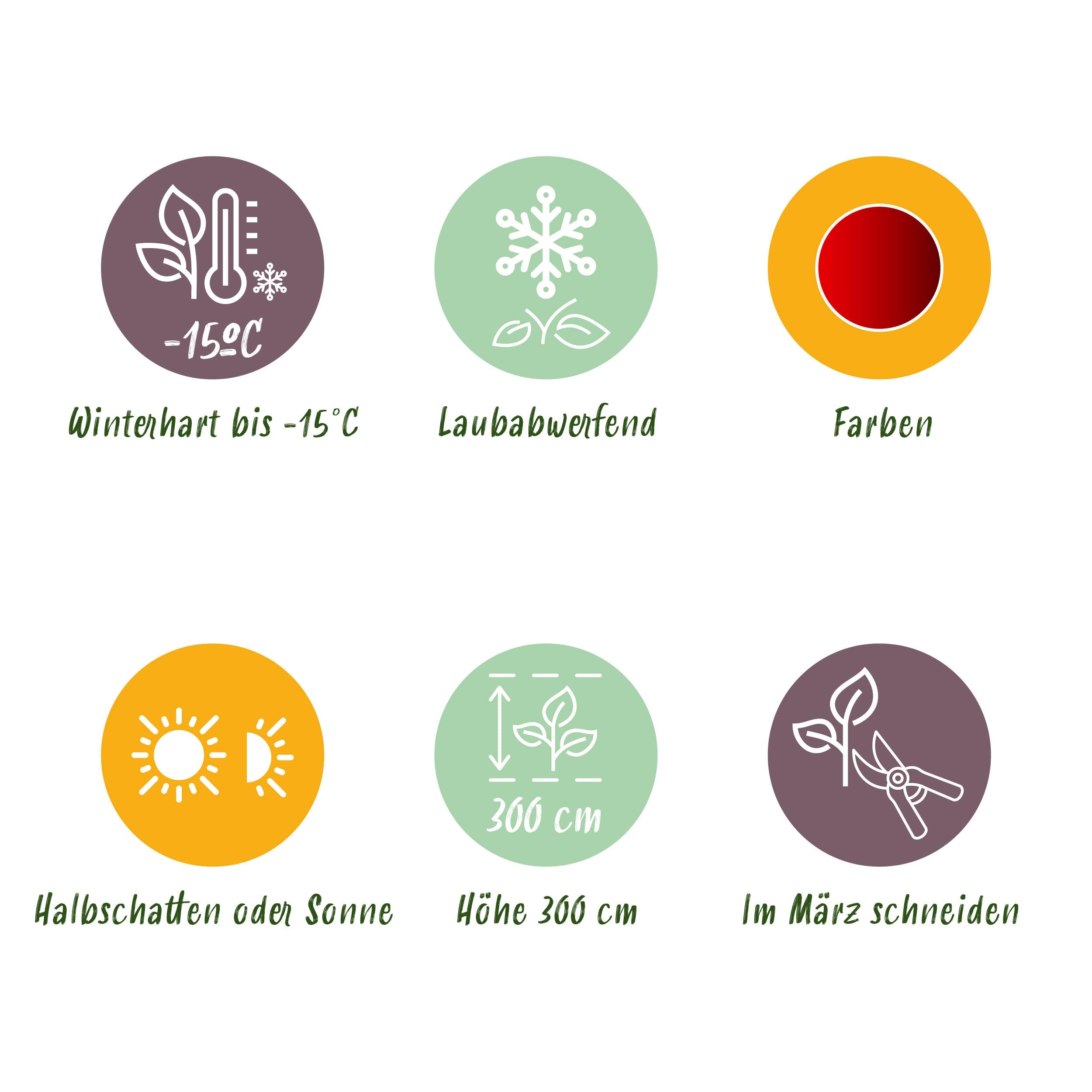 Japanse Esdoorn - Acer Palmatum Sumi-Nagashi - Rood - 2 Planten - Bladverliezend - Pot 19Cm Hoogte 70Cm - Afbeelding 6