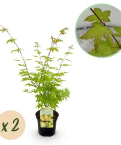 Japanse Esdoorn - Acer Palmatum Summergold - Geel - 2 Planten - Bladverliezend - Pot 19Cm Hoogte 70Cm