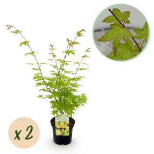 Japanse Esdoorn - Acer Palmatum Summergold - Geel - 2 Planten - Bladverliezend - Pot 19Cm Hoogte 70Cm