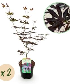 Japanse Esdoorn - Acer Palmatum Trompenburg -Donker Paars - 2 Planten - Bladverliezend - Pot 19Cm Hoogte 70Cm