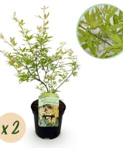 Japanse Esdoorn - Acer Palmatum Methamorphosa - Groen - 2 Planten - Bladverliezend - Pot 19Cm Hoogte 70Cm