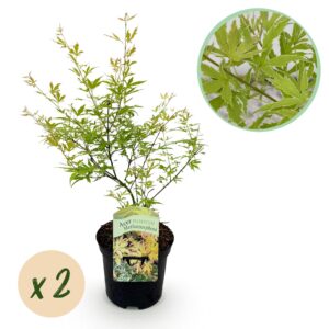 Japanse Esdoorn - Acer Palmatum Methamorphosa - Groen - 2 Planten - Bladverliezend - Pot 19Cm Hoogte 70Cm
