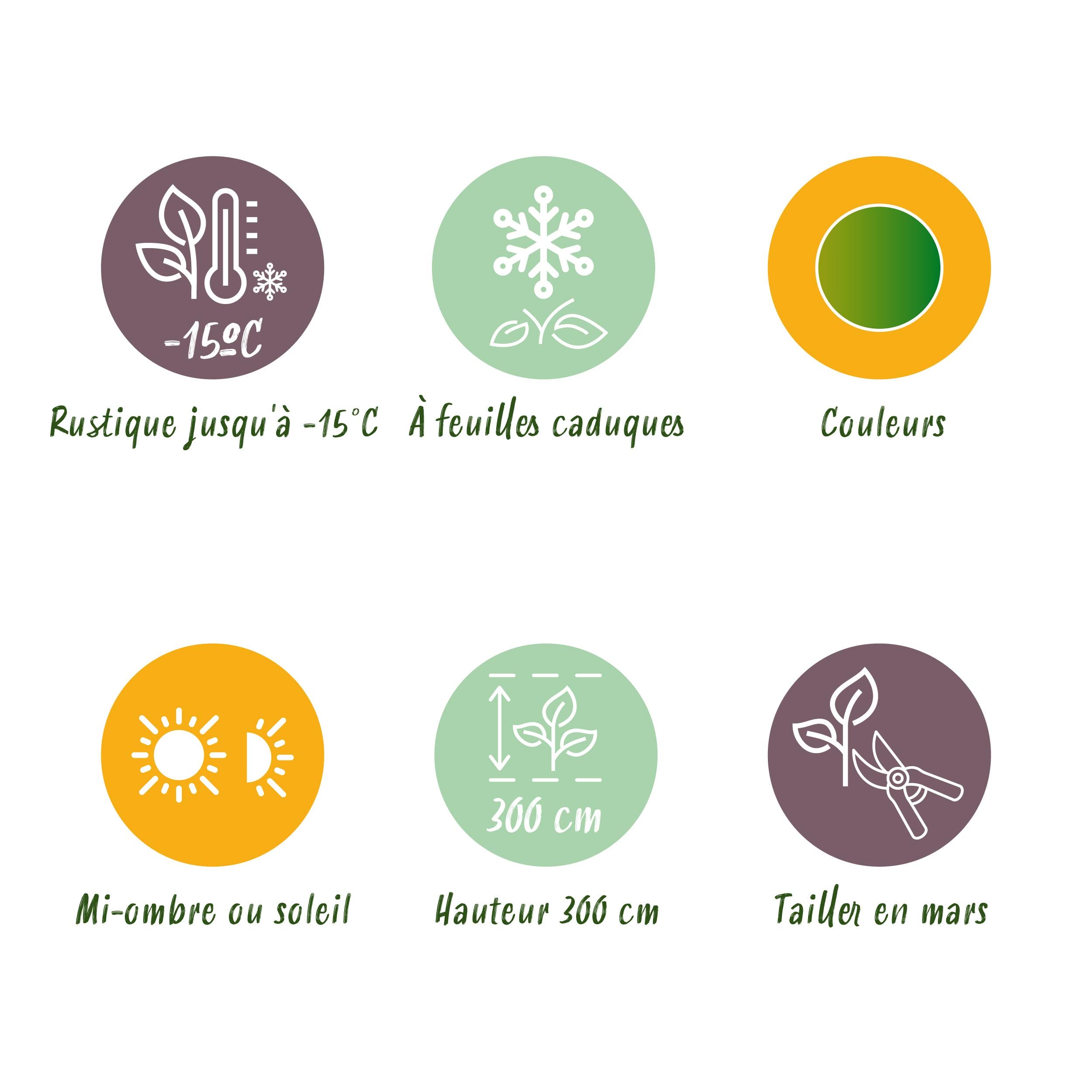 Japanse Esdoorn - Acer Palmatum Methamorphosa - Groen - 2 Planten - Bladverliezend - Pot 19Cm Hoogte 70Cm - Afbeelding 7