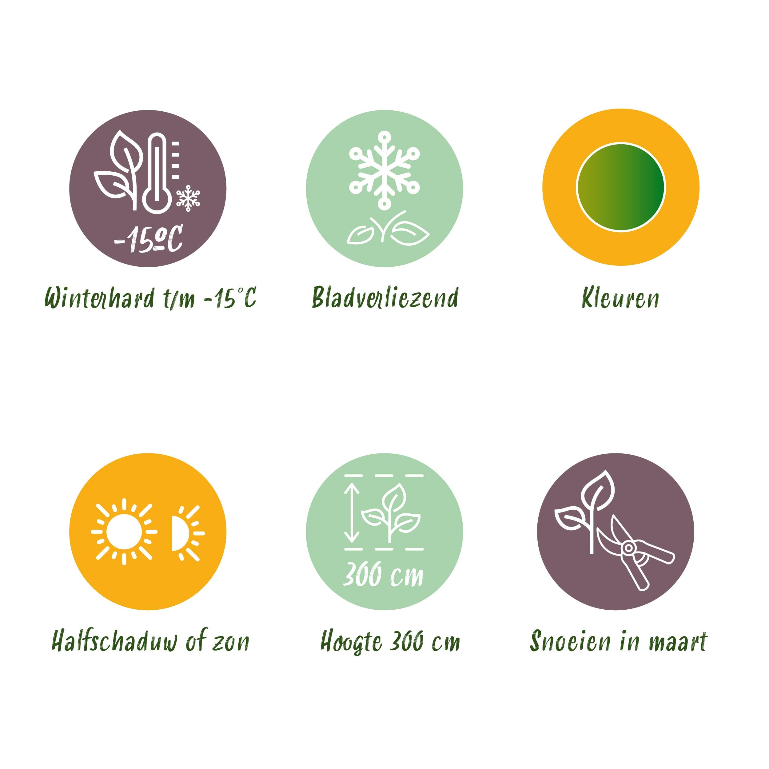 Japanse Esdoorn - Acer Palmatum Methamorphosa - Groen - 2 Planten - Bladverliezend - Pot 19Cm Hoogte 70Cm - Afbeelding 9