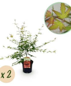 Japanse Esdoorn - Acer Palmatum Pink Dwarf - Roze - 2 Planten - Bladverliezend - Pot 19Cm Hoogte 70Cm