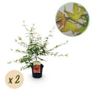 Japanse Esdoorn - Acer Palmatum Pink Dwarf - Roze - 2 Planten - Bladverliezend - Pot 19Cm Hoogte 70Cm