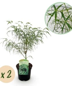 Japanse Esdoorn - Acer Palmatum Koto-No-Ito - Groen - 2 Planten - Bladverliezend - Pot 19Cm Hoogte 70Cm