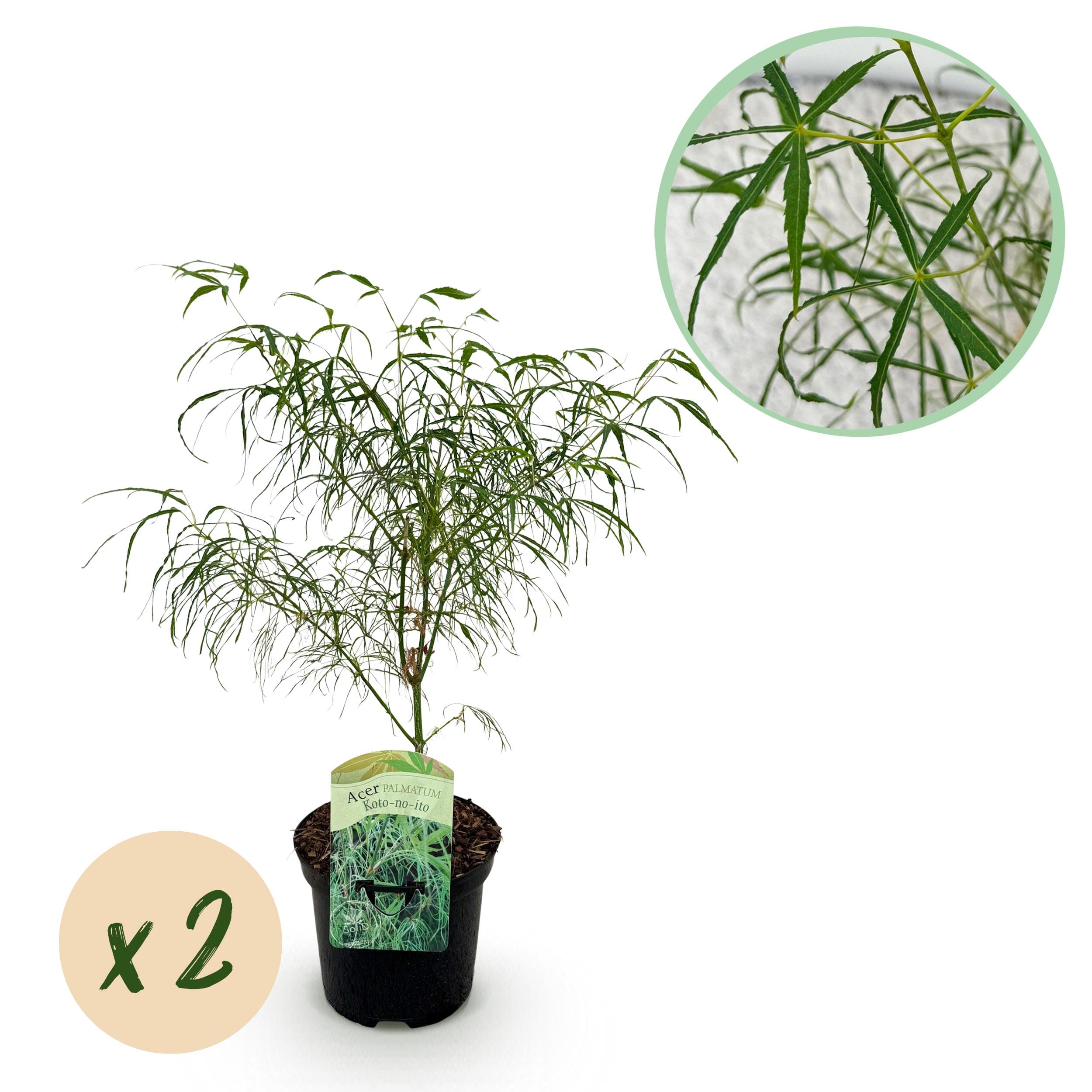 Japanse Esdoorn - Acer Palmatum Koto-No-Ito - Groen - 2 Planten - Bladverliezend - Pot 19Cm Hoogte 70Cm
