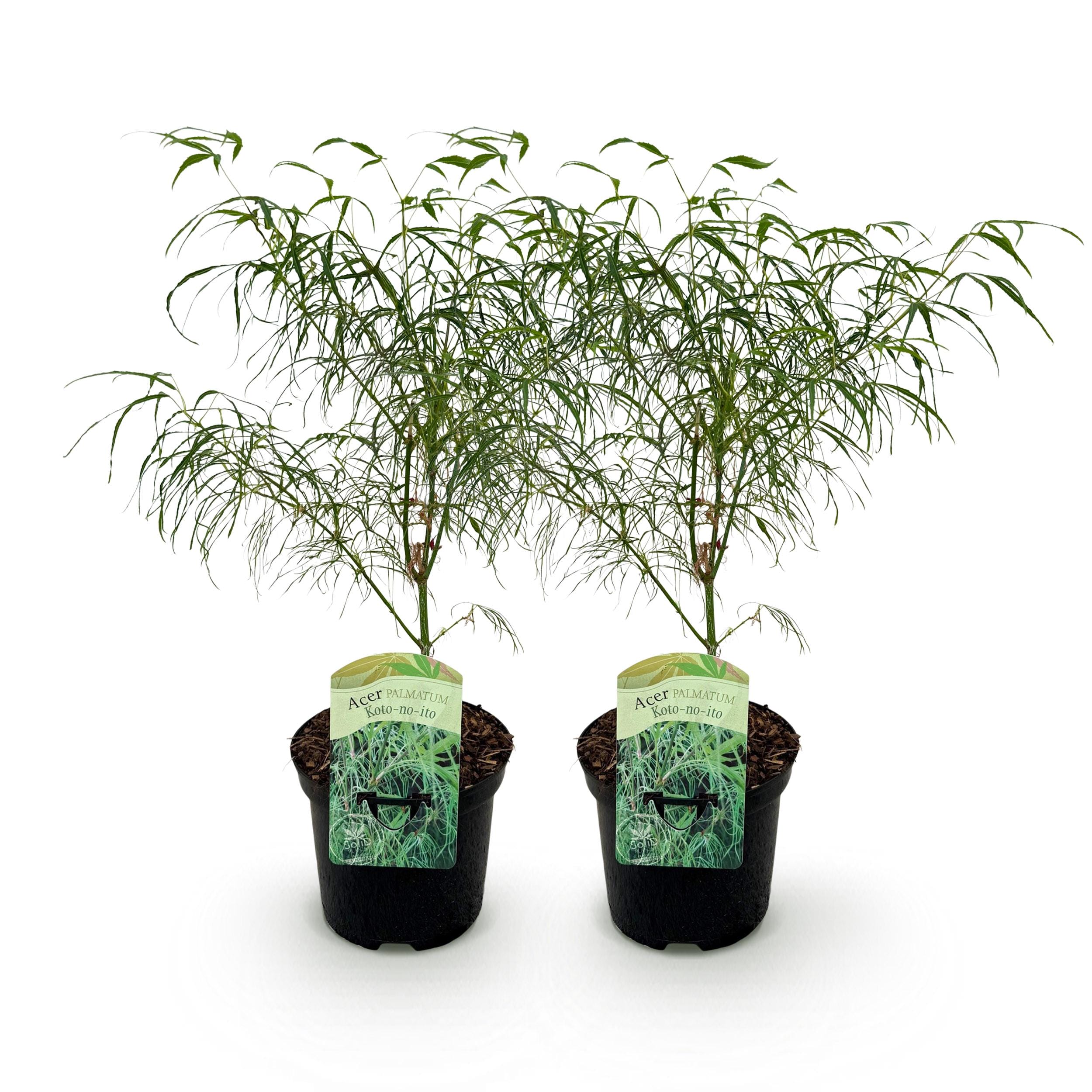 Japanse Esdoorn - Acer Palmatum Koto-No-Ito - Groen - 2 Planten - Bladverliezend - Pot 19Cm Hoogte 70Cm - Afbeelding 2