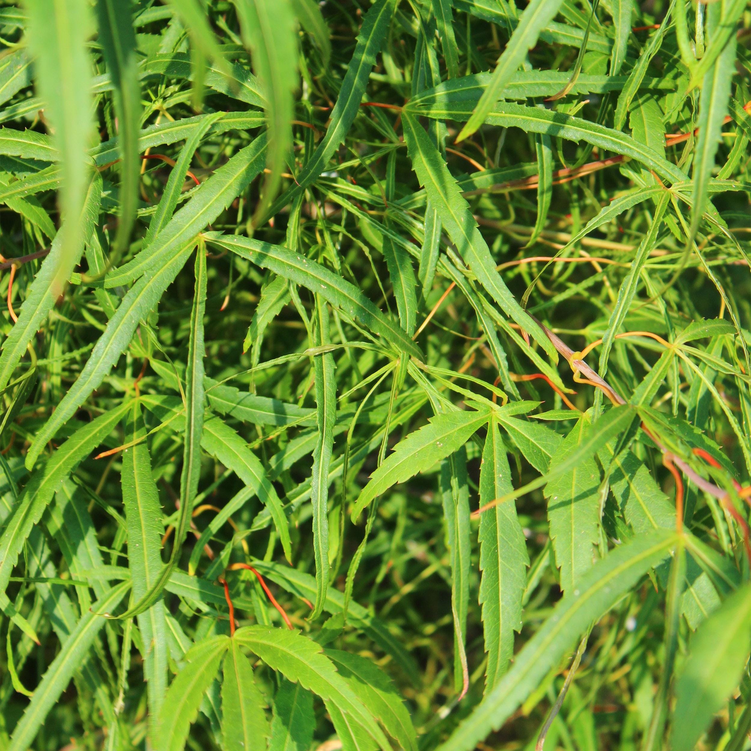 Japanse Esdoorn - Acer Palmatum Koto-No-Ito - Groen - 2 Planten - Bladverliezend - Pot 19Cm Hoogte 70Cm - Afbeelding 3