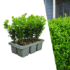 Buxus Newgen Freedom 6-Pack – Winterharde Groenblijvende Struiken 6 X Ø7 Cm - ↕15 Cm | Compacte Buxus"