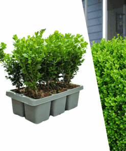 Buxus Newgen Freedom 6-Pack – Winterharde Groenblijvende Struiken 6 X Ø7 Cm - ↕15 Cm | Compacte Buxus"