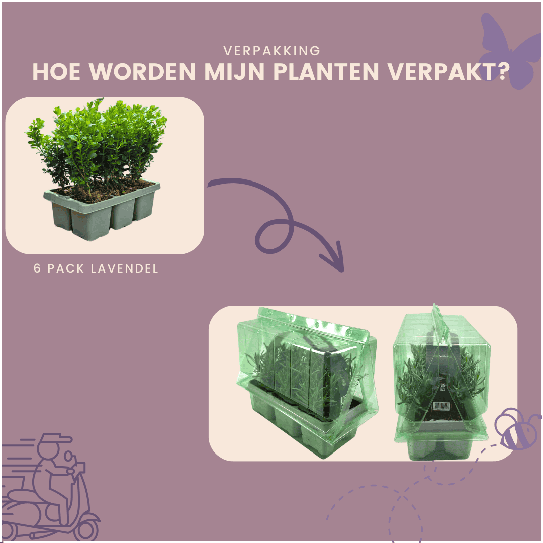 Buxus Newgen Freedom 6-Pack – Winterharde Groenblijvende Struiken 6 X Ø7 Cm - ↕15 Cm | Compacte Buxus" - Afbeelding 13