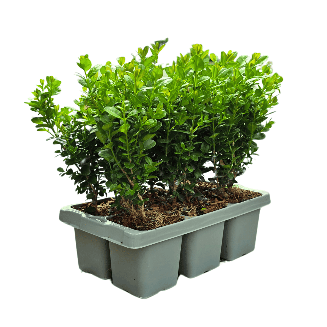 Buxus Newgen Freedom 6-Pack – Winterharde Groenblijvende Struiken 6 X Ø7 Cm - ↕15 Cm | Compacte Buxus" - Afbeelding 2