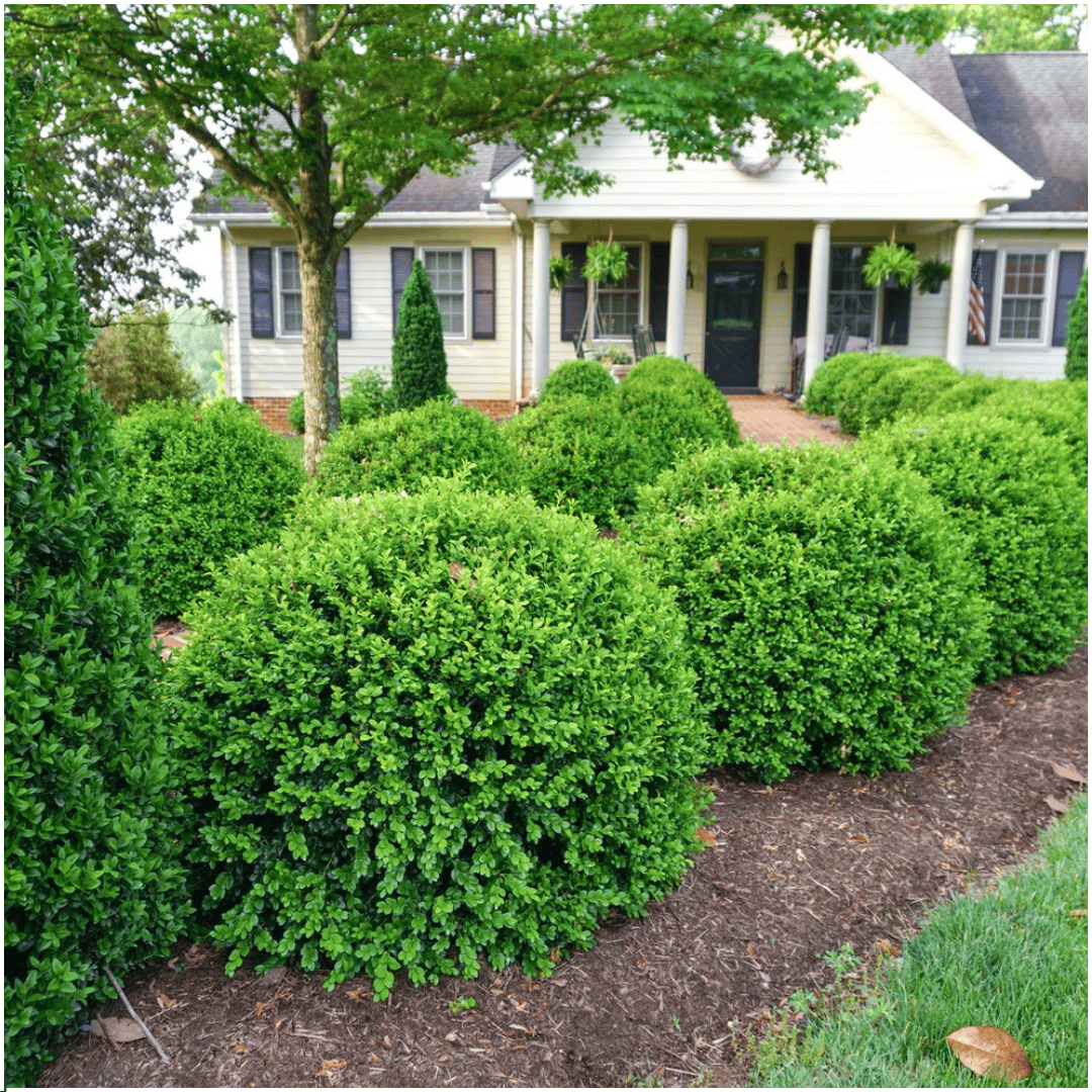 Buxus Newgen Freedom 6-Pack – Winterharde Groenblijvende Struiken 6 X Ø7 Cm - ↕15 Cm | Compacte Buxus" - Afbeelding 4