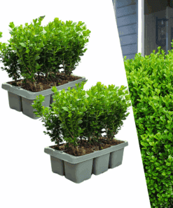 2 X 6-Pack Buxus Newgen Freedom – Winterharde Groenblijvende Struiken 12 X Ø7 Cm - ↕15 Cm | Compacte Buxus