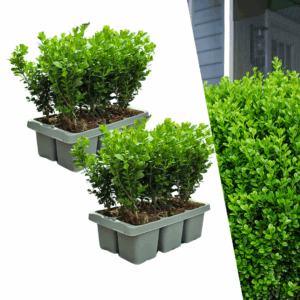 2 X 6-Pack Buxus Newgen Freedom – Winterharde Groenblijvende Struiken 12 X Ø7 Cm - ↕15 Cm | Compacte Buxus