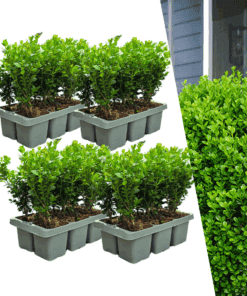 4 X 6-Pack Buxus Newgen Freedom – Winterharde Groenblijvende Struiken 24 X Ø7 Cm - ↕15 Cm | Compacte Buxus