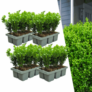 4 X 6-Pack Buxus Newgen Freedom – Winterharde Groenblijvende Struiken 24 X Ø7 Cm - ↕15 Cm | Compacte Buxus