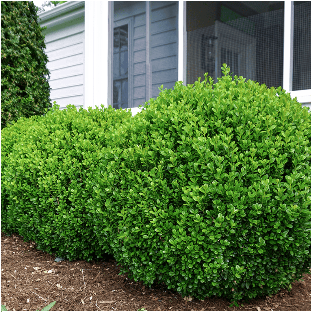 4 X 6-Pack Buxus Newgen Freedom – Winterharde Groenblijvende Struiken 24 X Ø7 Cm - ↕15 Cm | Compacte Buxus - Afbeelding 3