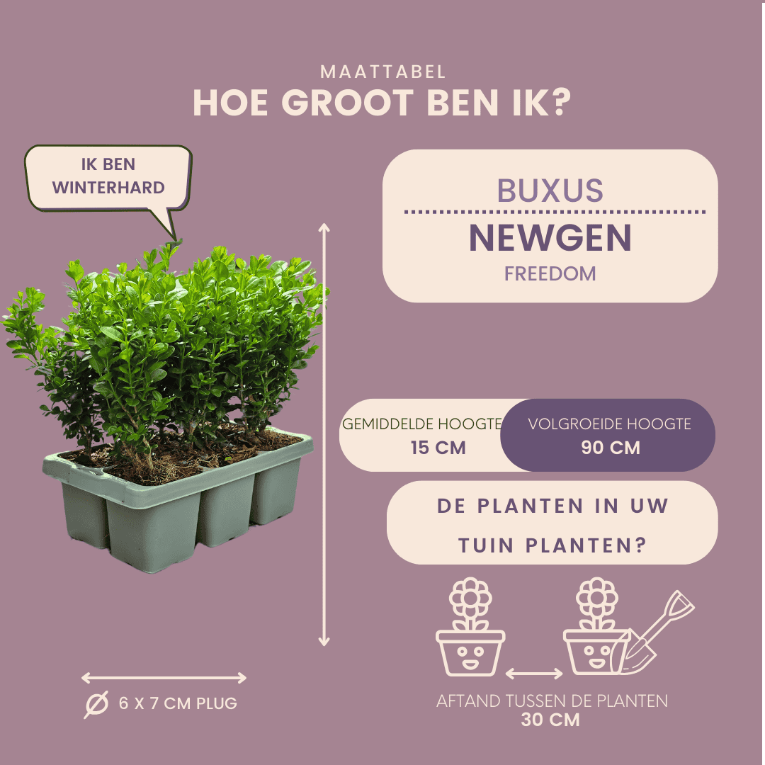 4 X 6-Pack Buxus Newgen Freedom – Winterharde Groenblijvende Struiken 24 X Ø7 Cm - ↕15 Cm | Compacte Buxus - Afbeelding 5