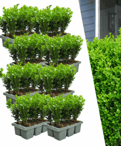 8 X 6-Pack Buxus Newgen Freedom – Winterharde Groenblijvende Struiken 48 X Ø7 Cm - ↕15 Cm | Compacte Buxus
