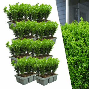8 X 6-Pack Buxus Newgen Freedom – Winterharde Groenblijvende Struiken 48 X Ø7 Cm - ↕15 Cm | Compacte Buxus