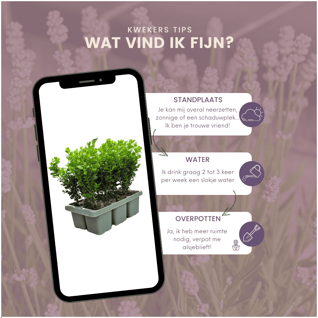 8 X 6-Pack Buxus Newgen Freedom – Winterharde Groenblijvende Struiken 48 X Ø7 Cm - ↕15 Cm | Compacte Buxus - Afbeelding 12