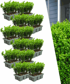 12 X 6-Pack Buxus Newgen Freedom – Winterharde Groenblijvende Struiken 72 X Ø7 Cm - ↕15 Cm | Compacte Buxus