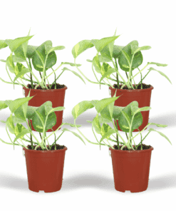 Epipremnum Aureum (Scindapsus) - 4 Stuks - Ø12Cm - ↕20Cm