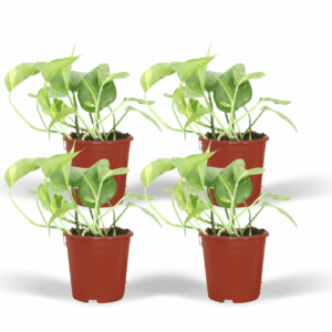 Epipremnum Aureum – makkelijke klimmer of hangplant – 4 stuks, ±12 cm