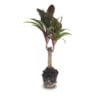 Mini-Palm - Cordyline Fruticosa 'Purple Compacta' - Terrarium Plant - Potmaat 6